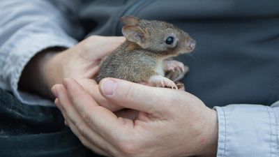 Baby boom helps bettongs bounce back from the brink