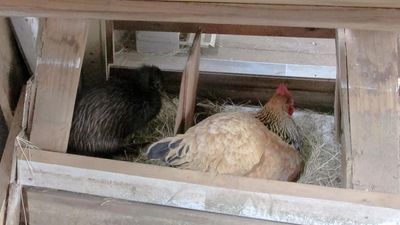 Shock as Kiwi bird discovered in NZ hen house