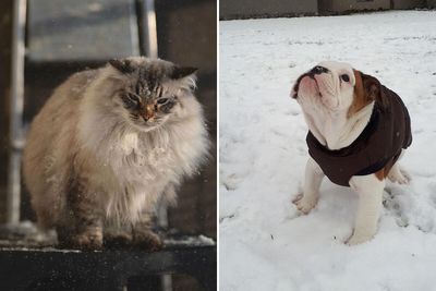 Hey Pandas, Share Your Pets Playing In Snow