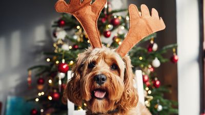 Worried about the Christmas tree? This trainer's tips will keep your dog away