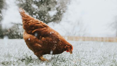 How to care for chickens in winter – expert advice to protect your prized flock during the cold