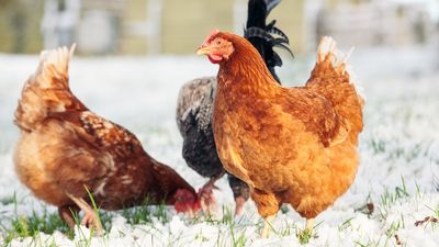 How to care for chickens in winter – 6 expert tips