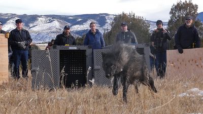 “The howl of wolves officially returns to Colorado" – watch as first wolves in over 80 years are released into the wild