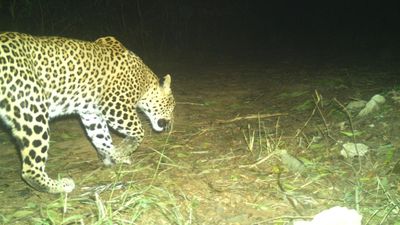 Leopard sighted again on Tirumala-Alipiri trekking route in Andhra Pradesh