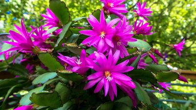 Can I grow a Christmas cactus outdoors? The experts share their advice