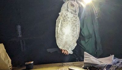 Sharing an owl prowl on a damp night