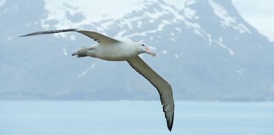 Can seabirds hear their way across the ocean? Our research suggests so