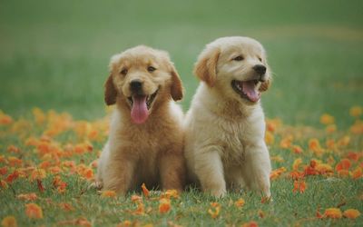 Best puppy foods that small, hungry hounds will love