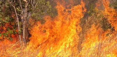 Invasive grasses are worsening bushfires across Australia's drylands