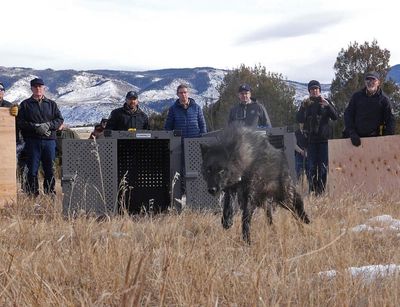 No sheep’s clothing needed: Colorado reintroduces five gray wolves