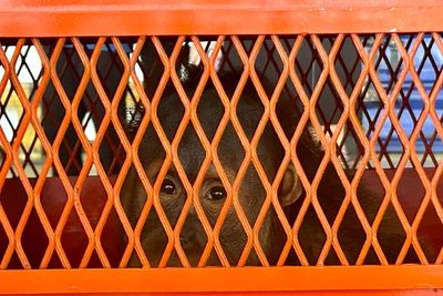 Thailand sends 3 orangutans rescued from illicit wildlife trade back to Indonesia