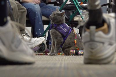 Cat-owner duo in Ohio shares amputee journey while helping others through animal therapy
