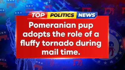 Pomeranian Becomes Fluffy Tornado During Mail Deliveries!