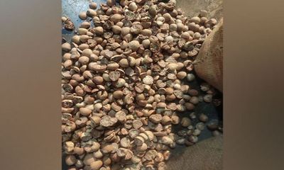 Large quantity of areca nuts seized in Assam's Cachar, three arrested