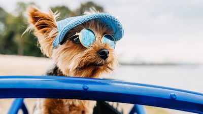 21 best dog breeds for hot weather
