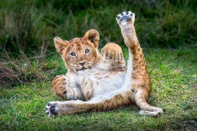 The 2023 World’s Top Wildlife Photographers Have Been Announced By One Eyeland Contest (49 Pics)