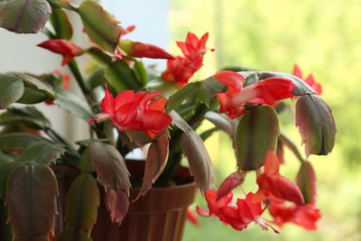 What are the Different Types of Holiday Cactus? How to Distinguish Your Easter Variant from Your Festive Foliage