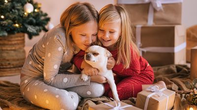 Worried your dog will find the holidays stressful? Try out this expert's tips to help your canine stay calm this Christmas