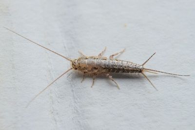 What are silverfish? The tiny insects that could infest UK homes this winter