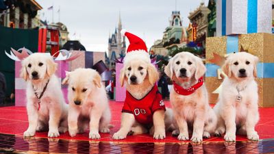 The best Christmas movies with dogs