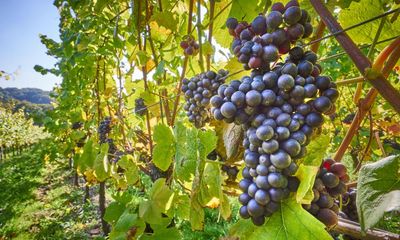 ‘Vintage to remember’: UK produces biggest ever grape harvest