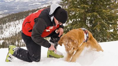 Adorable ski patrol dog gets lift down mountain after a hard day's work