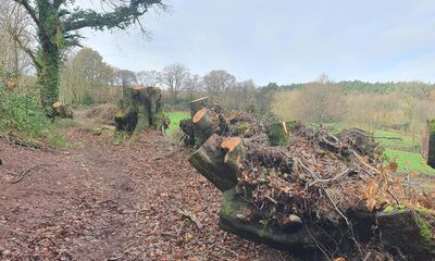 ‘Horrified’: Devon village in shock at felling of 100 ancient beech trees