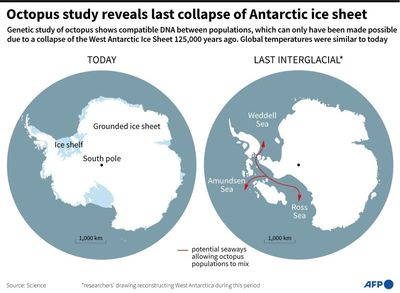 Antarctic Octopus DNA Reveals Ice Sheet Collapse Closer Than Thought