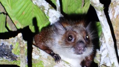 Missing for 42 years, flying squirrel resurfaces in Arunachal