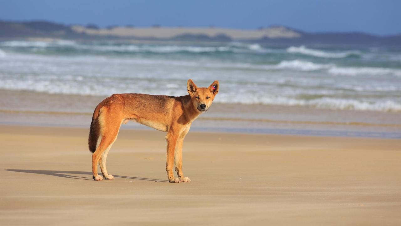 Dingo circles boy on beach in latest bite attack