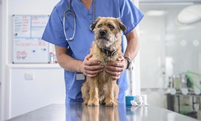 Quarter of UK pet owners concerned vets might over-treat, survey says
