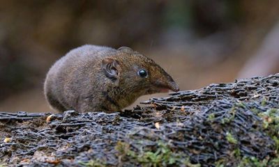 Five new species of soft-furred hedgehogs discovered in south-east Asia