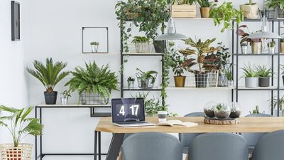 12 of the best office plants – to boost your concentration and sense of wellbeing whilst at work