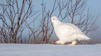 6 animals that change color in the winter