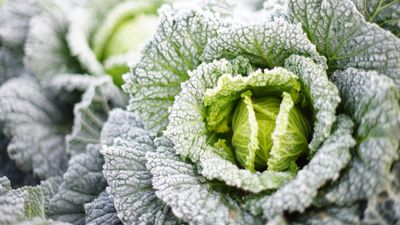 When and how to harvest winter cabbages from the vegetable garden