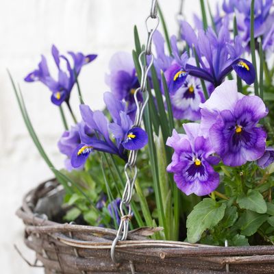 7 winter flowers for hanging baskets if you want a truly beautiful display