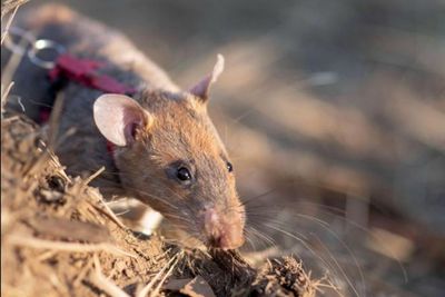 'Our little hero': Scottish charity's rat saves lives in Cambodia