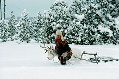 Norway to pay Sámi reindeer herders