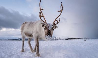 Reindeer can multitask and chew while they sleep, study shows