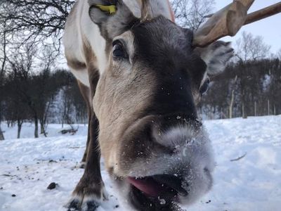 Reindeer Have This Bizarre, Innate Trait That Helps Them Sleep Soundly