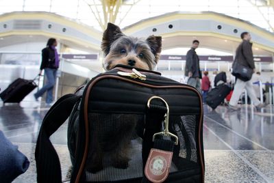 Pawsitively Good News: Mystery Dog Illness Yields No Novel Pathogens