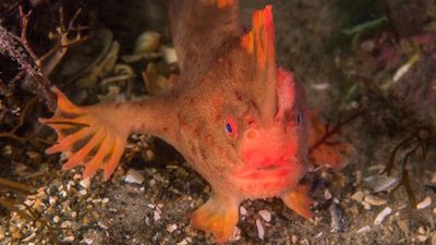 Urgent plan to save red handfish from extinction