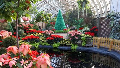 Winter flower shows blooming with colors at Lincoln Park, Garfield Park conservatories