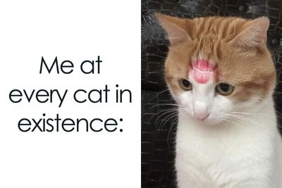 35 Wholesome Memes To Restore Your Faith In Humanity