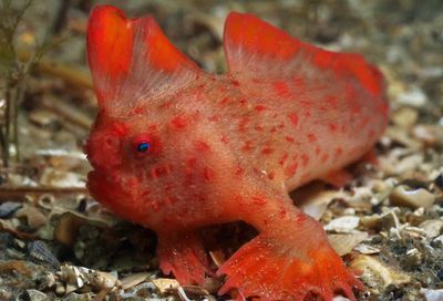 ‘Could be the end’: Tasmanian red handfish to be removed from wild amid marine heatwaves fears