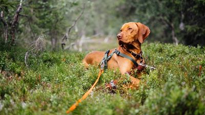This trainer’s three tips could transform your leash training — they’re really eye-opening!
