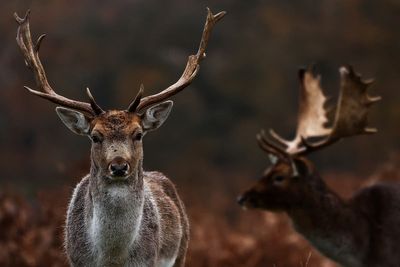 Scientists warn ‘zombie deer disease’ could spread to humans as cases surge across US