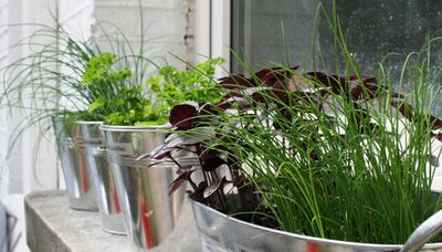 4 Herbs You Can Grow in Dark Kitchens - Who Needs Natural Light Anyways?!