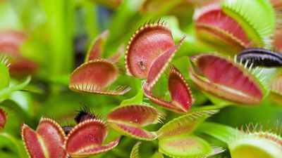Carnivorous plants – 5 fascinating varieties to grow indoors