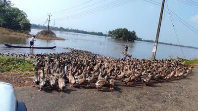 Duck farmers pin their hopes on Christmas for revival of fortunes